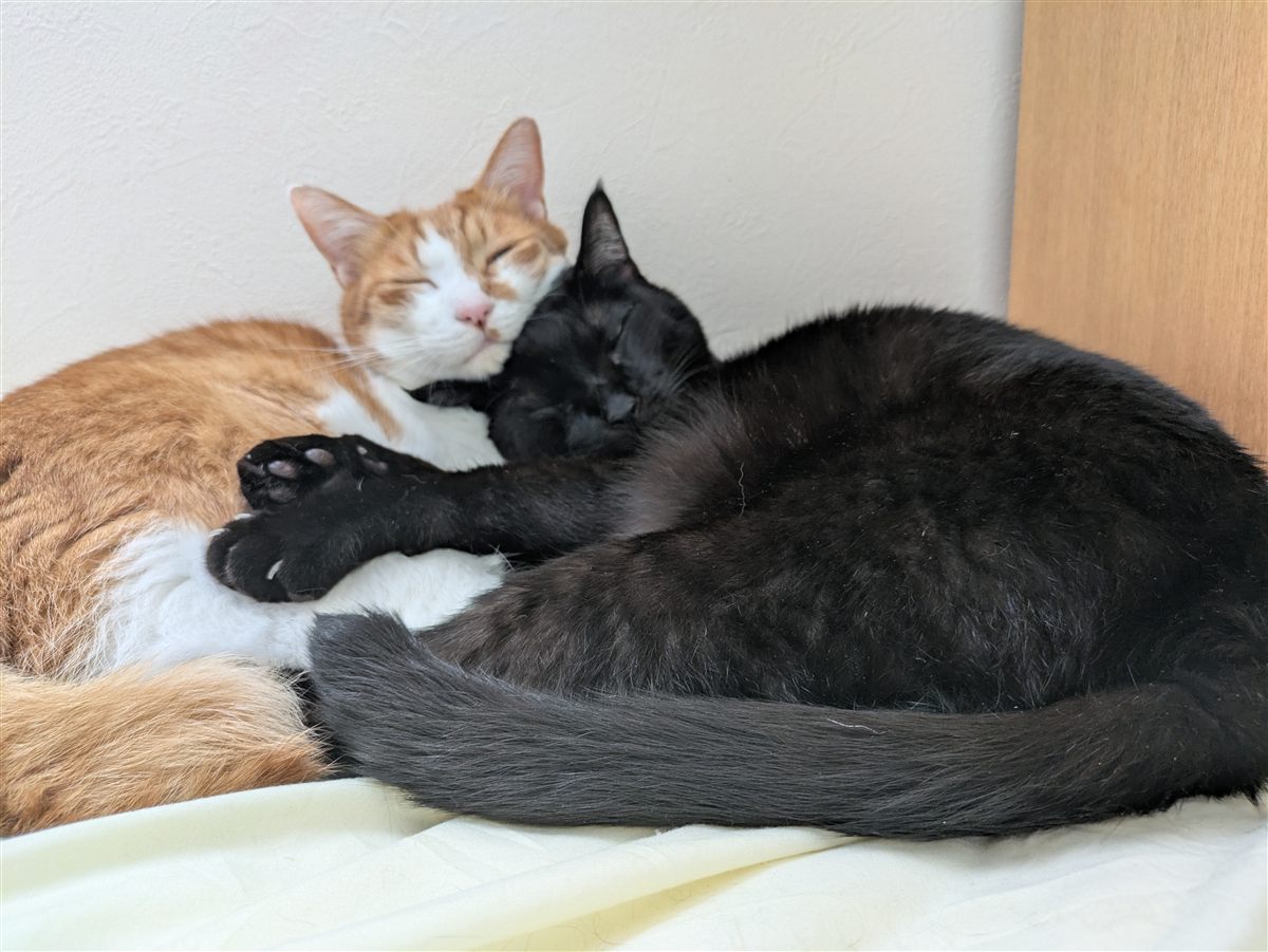 くっついて眠る茶白の猫と黒猫