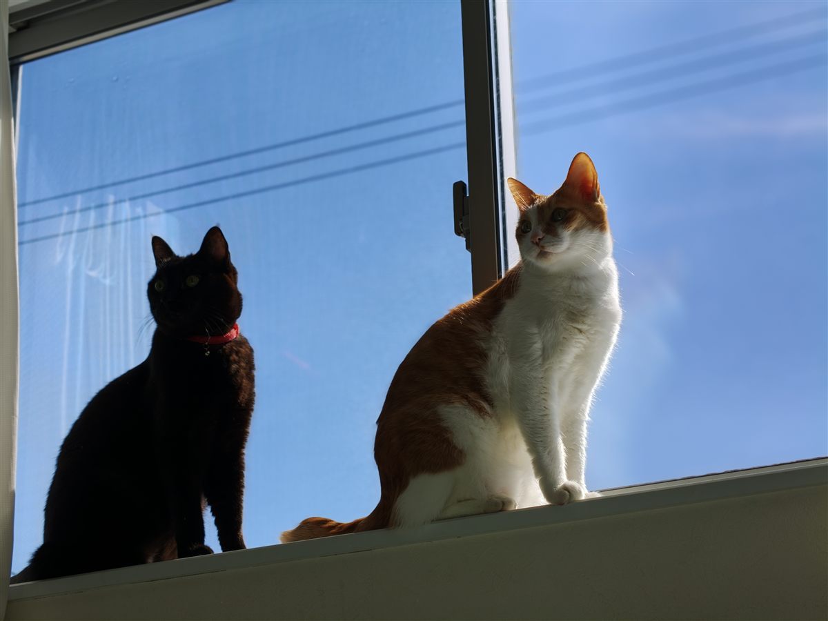窓辺に並んで座る黒猫と茶白の猫